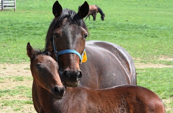 Mare and Foal